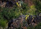 Izabeltapuit (Isabelline wheatear) (Oenanthe isabellina)- Khogno Khan 11-08-2016 (3)